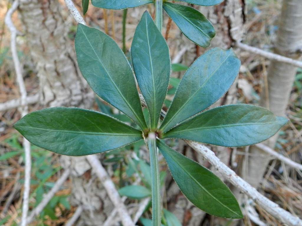 Rubia peregrina subsp. peregrina